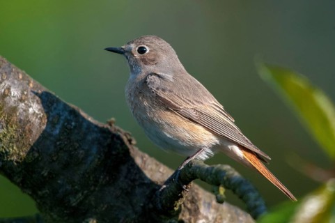 Garden redtail, Phoenicurus phoenicurus, redstart, birds, female, garden birds, passeri, songbirds,