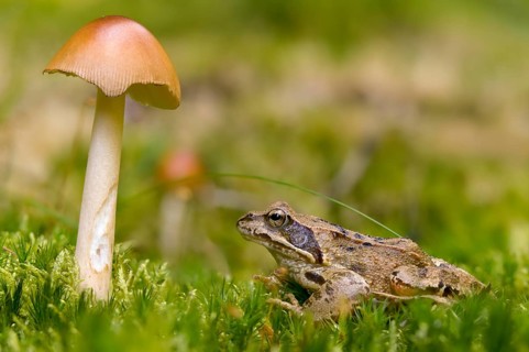 Amanita Fulva, Common Frog, Fuxy Vaginal Stripe, Fox Red Stripe, Yellow-Brown Vaginal Stripe,