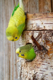 Budgerigar (Melopsittacus undulatus), a pair at their nesting site, in captivity, found in Central