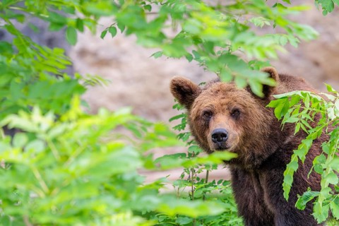 A female brown bear (Ursus arctos arctos) is hiding behind dense vegetation in hilly terrain.
