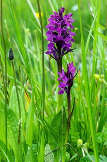 Western marsh orchid (Dactylorhiza majalis), in flower, Fellhorn, Oberstdorf, Oberallgäu, Allgäu,