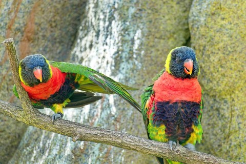 Animal portrait, Forsten's lory (Trichoglossus forsteni), also known as the Bali lory, Old World