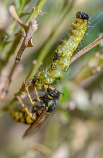 Box tree moth, boxwood moth, boxwood moth, cydalima perspectalis, real wasps, common wasp,