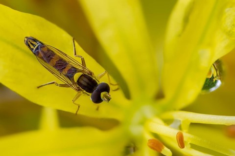 Common long hoverfly, common pencil hoverfly, diptera, insects, hoverfly, sphaerophoria scripta,