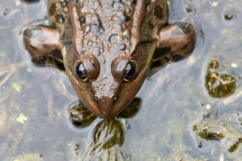 Marsh frog (Pelophylax ridibundus) adult amphibian on the water surface of a pond, England, United