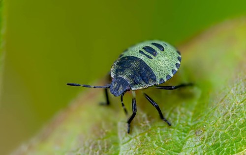 Common stink bug, common greenling, green pentatomide bug, green stink bug, heteroptera, young