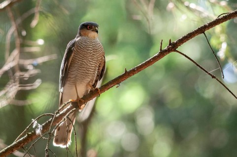 Accipiter Nisus, Accipitriformes, Sparrowhawk, Sparrowhawk, Birds of Prey, Raptor, Raptors, Birds