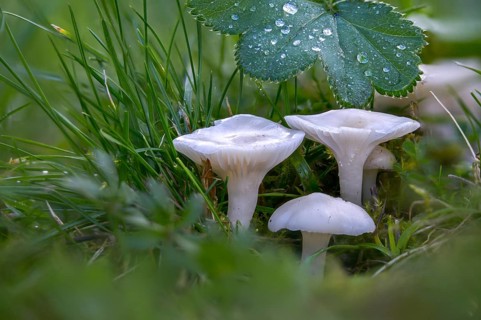 Camarophyllus virgineus, cuphophyllus virgineus, ellerling, glassy white ellerling, hygrocybe