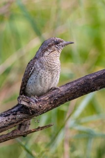 Jynx Torquilla, Wryneck, Birds, Bulgaria, high size, portrait format, male, piciforms, call,