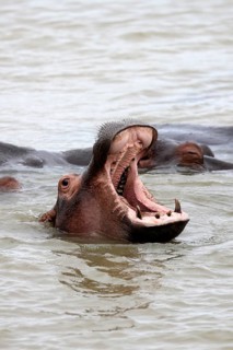 Hippopotamus (Hippopotamus amphibius), adult, in the water, yawning, menacing, portrait,