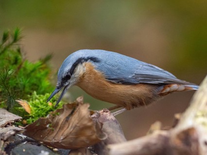 Ein Eurasian Nuthatch, North Rhine-Westphalia, Germany
