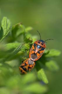 Eurydema ornata, Eurydema ornatum, vegetable bug, heteroptera, pentatomidae, ornamental bug,