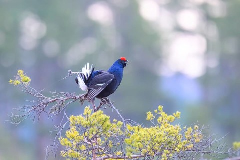 Örebro County, Sweden: A black grouse (Lyrurus tetrix) perches on a tree with its wings spread out