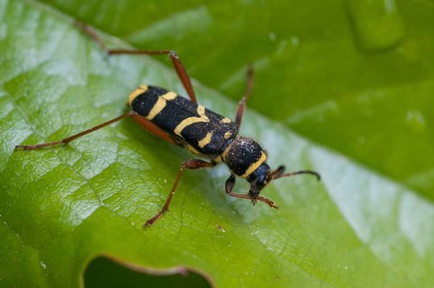 Clytus arietis, common ram ram, ram ram, beetle, longhorn, coleoptera, insects, insects, beetles,
