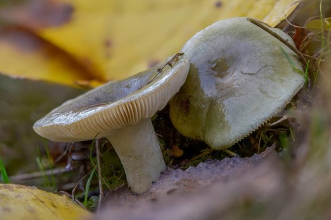 Grass-green Birch Tree, Grass Green Russula, Green Russula, Tacky Green Russula, Fungus, Mushrooms,