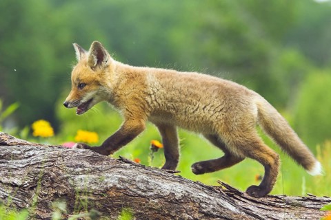 Red fox (Vulpes vulpes), Minnesota, USA: A lively young fox balancing on a tree trunk amidst
