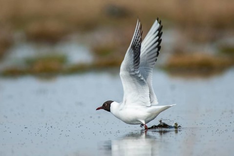 Black-headed gull, Chroicocephalus ridibundus, black-headed gull, Larus ridibundus, birds,