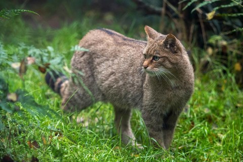 Carnivora, felis silvestris, predators, wildcat, mammals, raptors, mammals