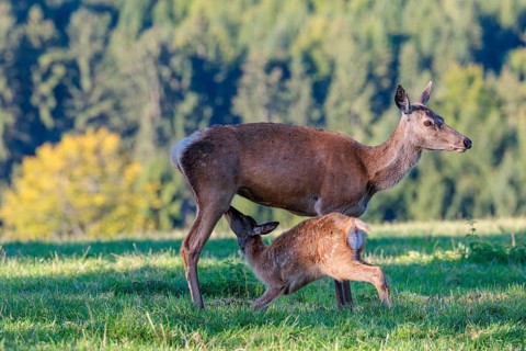 A female Altai maral (Cervus canadensis sibiricus) suckles her calf in a green meadow in the first
