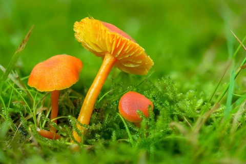 Hygrocybe miniata, hygrocybe strangulata, mennirot felt sapling, mennirot sapling, sapling, fungi,