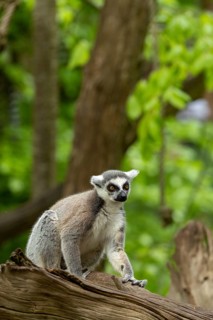 A ring-tailed lemur sits curiously on a tree trunk against a green backdrop, a seated ring-tailed