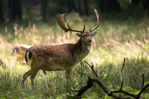 Dama dama, fallow deer, fallow deer, mammals, shovelers, mammals
