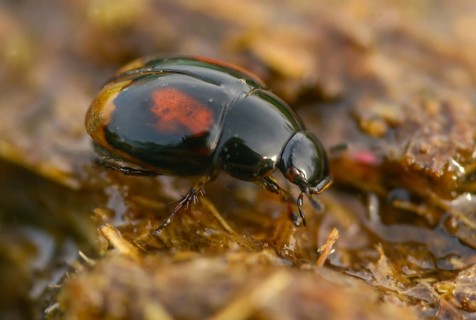 Dung ball beetle spec., dung beetle, sphaeridium spec., beetle, coleoptera, dung, insects,