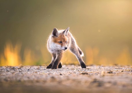 Red fox cubs (Vulpes vulpes) in the evening light, Zurich, Switzerland