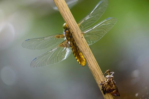 Broad-bodied chaser, libellula depressa, flatbelly, anisoptera, dragonflies, freshly hatched,