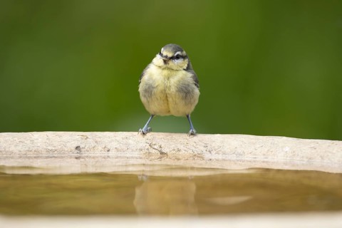 Blue tit (Cyanistes caeruleus) adult garden bird on a bird water bath, England, United Kingdom