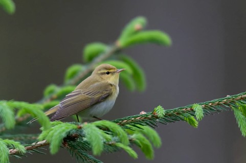 Phylloscopus sibilatrix, woodwarbler, birds, passeri, songbirds, songbirds, birds