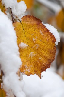 Autumn, detail, autumn, autumn leaves, high size, portrait format, snow, snow