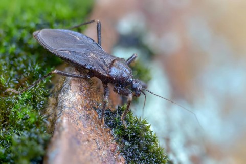 Large predatory bug, heteroptera, Reduviidae, Reduvius personatus, dust bug, insects, masked