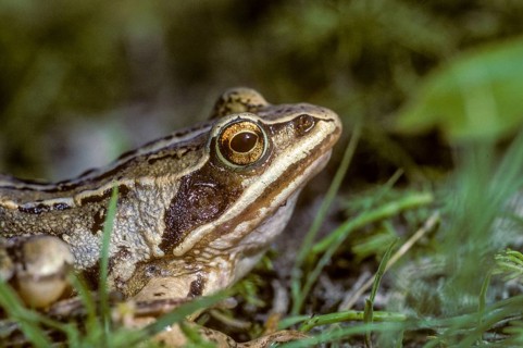 Moor frog, moor frog, rana arvalis, amphibians, amphibians, frog, frogs, amphibians