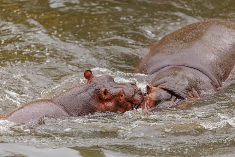A young hippopotamus (Hippopotamus amphibius) plays in the water with its mother. Democratic