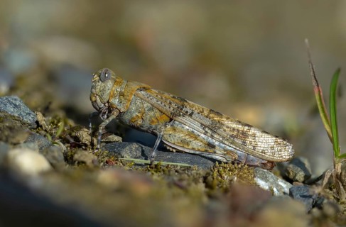 Blue-winged sandscare, caelifera, short-feeler, oedipodinae, slender blue-winged grasshopper,
