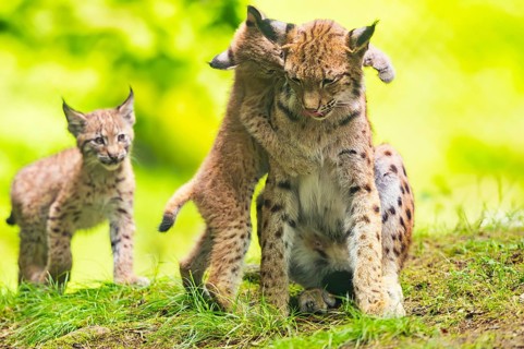 Eurasian lynx (Lynx lynx) mother with her youngsters (cubs) in a forest, Bavaria, Germany