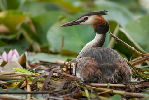 Great crested grebes, podiceps cristatus, birds, grebes, podicipedidae, divers, birds, waterbirds,