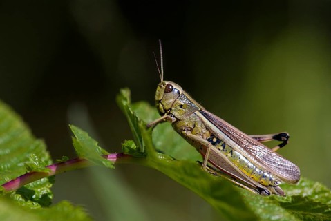Caelifera, field locusts, grasshoppers, short-feeler scare, mecostethus grossus, stethophyma