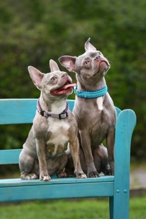 Two lilac brindle French Bulldog dogs sitting on blue bench. Healthier breed examples with longer