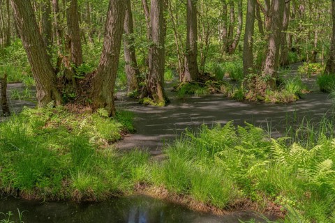 Urwald Darß Baltic Sea Germany