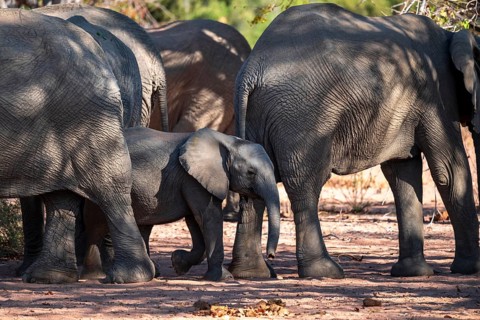African elephant (Loxodonta africana), desert elephant, riverbed of the Ugab River, Damaraland,