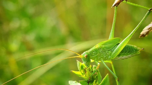 Close-up: The grasshopper, the speckled bush-cricket (Leptophyes punctatissima), resting on a