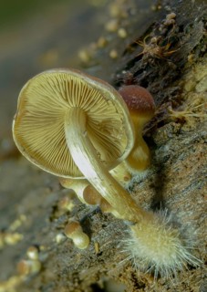 Cluster crumblecap, mushroom mycelium, psathyrella hydrophila, psathyrella piluliformis,