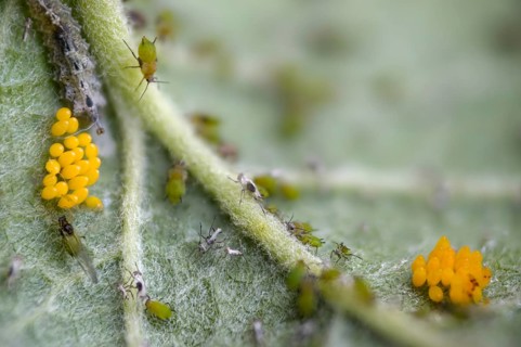 Coccinella septempunctata, seven-spotted ladybird, beetle, aphid, aphids, coleoptera, eggs,