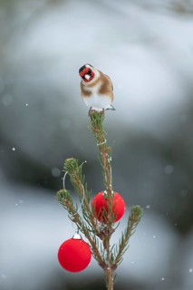 European goldfinch (Carduelis carduelis) adult garden bird on a Christmas tree in snow in winter,