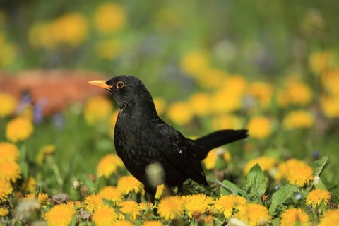 A blackbird stands amongst yellow flowers in a vibrant spring meadow. A male blackbird (Turdus