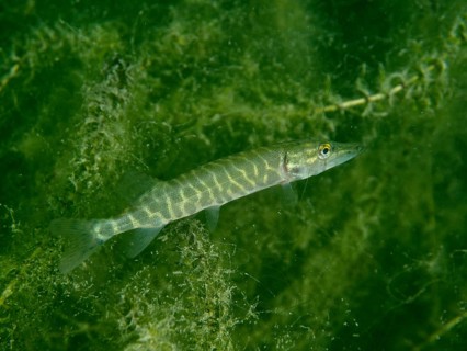 A juvenile pike (Esox lucius) swimming in green water teeming with algae, Baumgärtli diving spot,