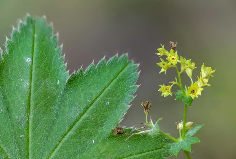 Alchemilla vulgaris, lady's mantle, common lady's mantle, lady's mantle, rosaceae, rose family,