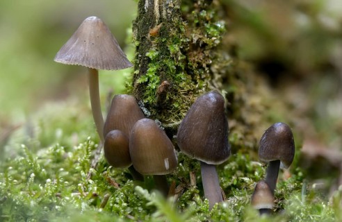 Helmling, Mycena Silvae-Nigrae, Mycena Stipata var. Silvae-Nigrae, Nitrate Helmet, Pine Bonnet,